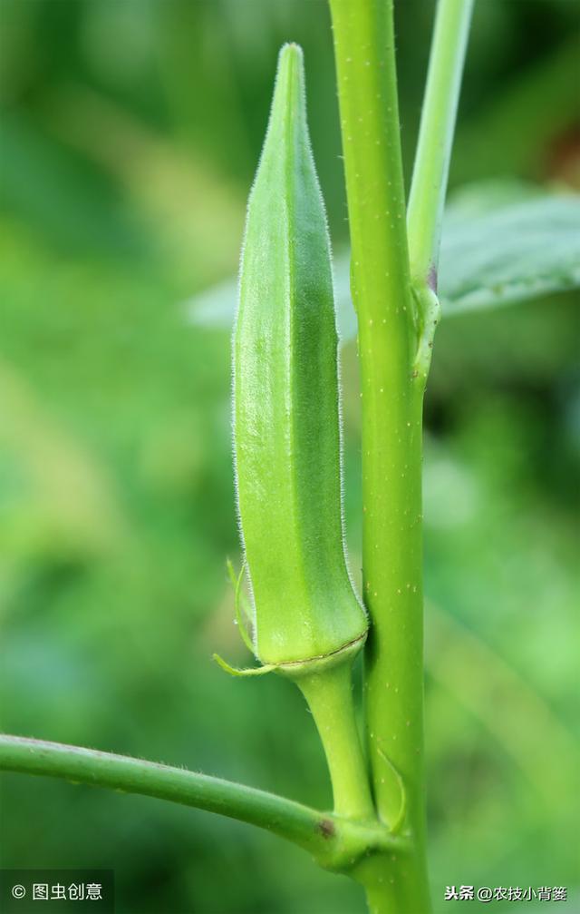 秋天秋葵种植怎么高产，想要种植出高品质、高产量的秋葵