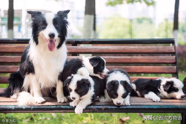 犬科动物分支，狼，你是最坏的动物吗