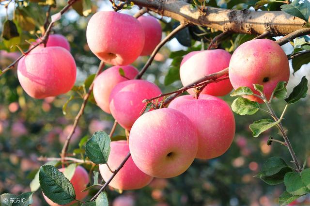 苹果最新品种都有哪些，苹果品种介绍苹果品种繁多