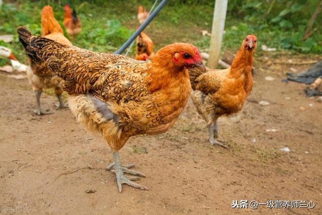 公鸡炖汤好还是母鸡炖汤好，老母鸡和公鸡哪个炖汤更好