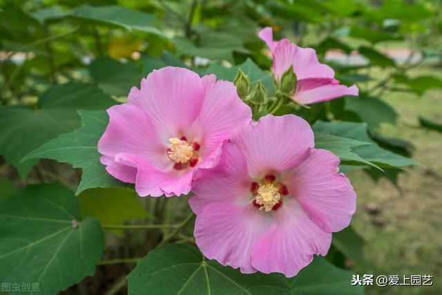 出水芙蓉是什么花，出水芙蓉图描写的是哪种花（股票干货：出水芙蓉）