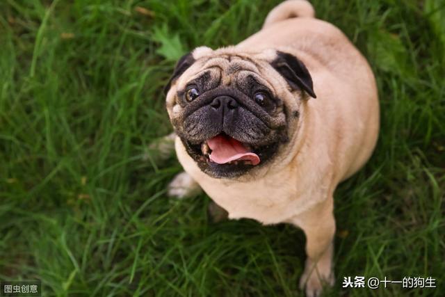 狗狗糖尿病会暴瘦吗(狗狗糖尿病会死么)