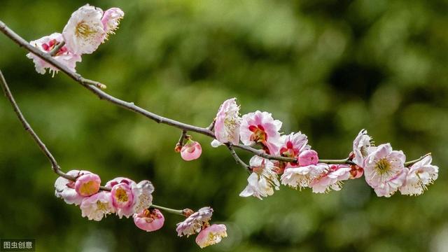 南京的市花是什么，江苏各区市花（你听过几个）