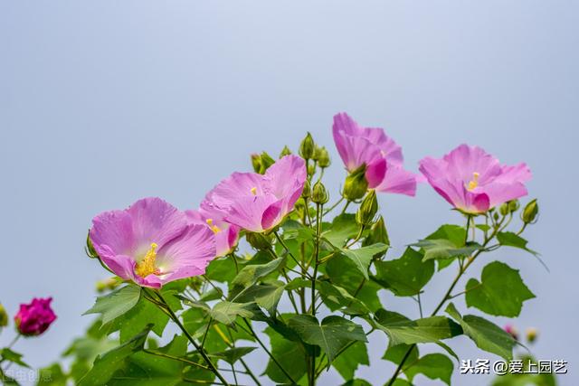 出水芙蓉是什么花，出水芙蓉图描写的是哪种花（股票干货：出水芙蓉）