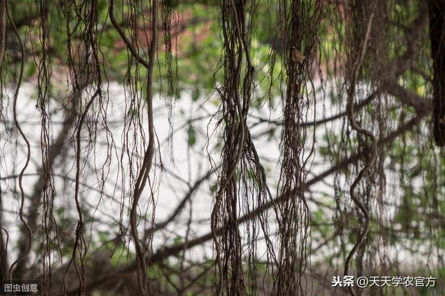 植物能一直活下去吗，植物不会动却能存活30亿年