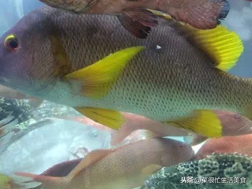 高档海鲜有哪些，全世界最顶级的海鲜（全球十大顶级海鲜食材！）