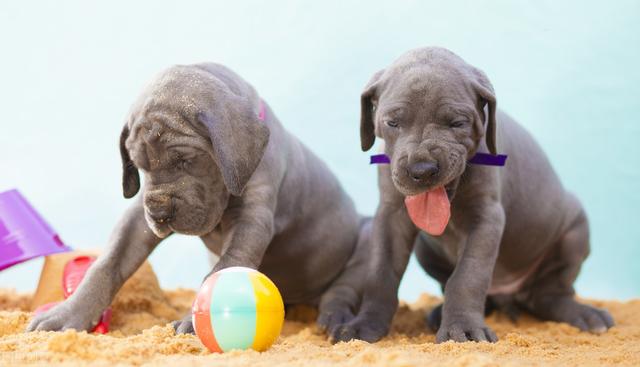 巨型犬品种大全，世界上最大的十种大型犬