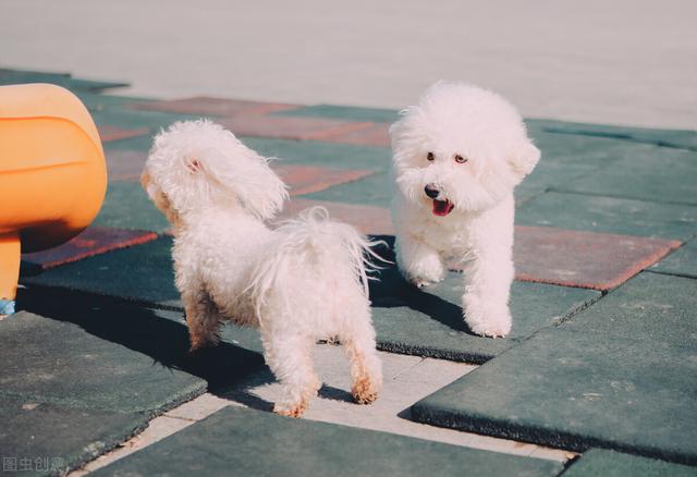 比熊是几个月成犬，如何判断比熊老了没