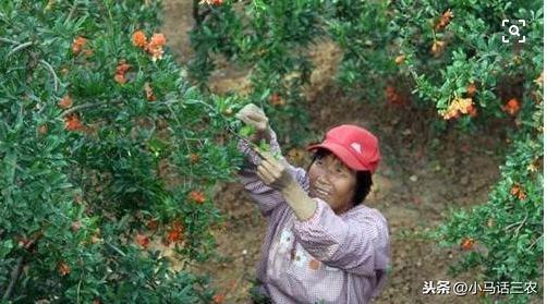 石榴树怎样剪枝，石榴树一年四季的修剪方法（专家多年的经验教你）