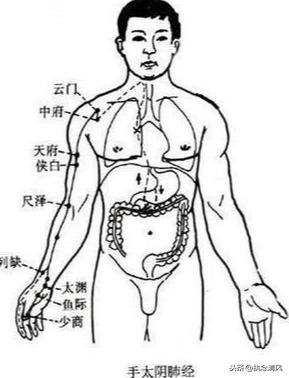 手太阴肺经经络路线图，经络病如何自查及点穴调理