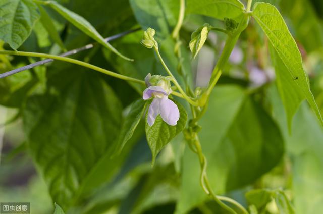 四季豆的种植技术和方法，四季豆食用价值及早春栽培技术