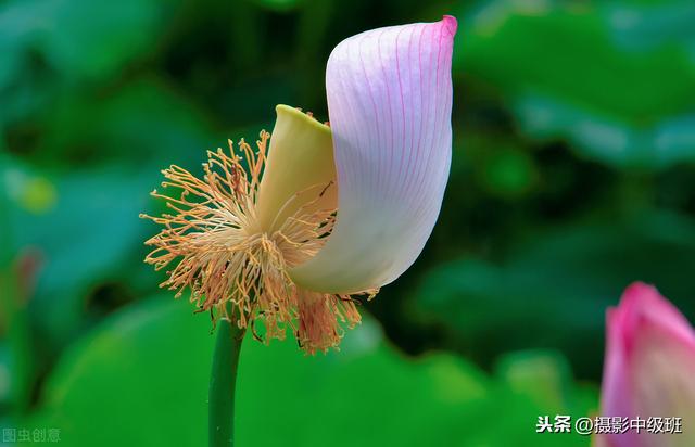 拍荷花摄影技巧，这位摄影爱好者的方法