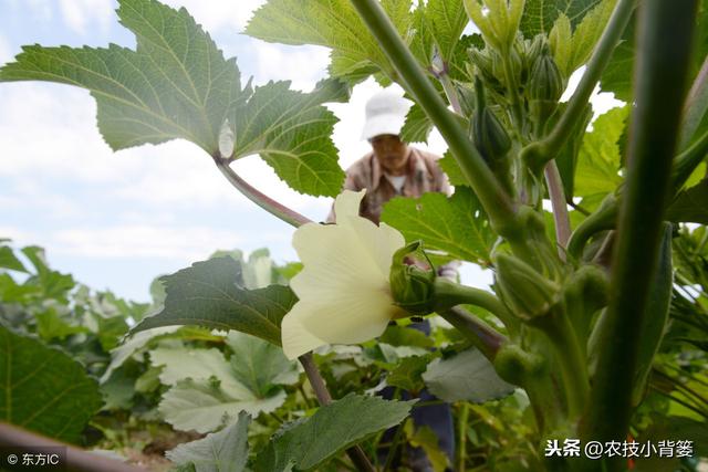 秋天秋葵种植怎么高产，想要种植出高品质、高产量的秋葵