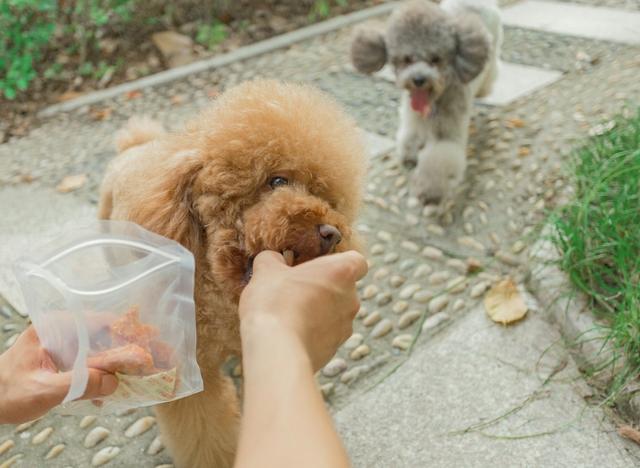 都说小型犬寿命长，泰迪犬正常寿命