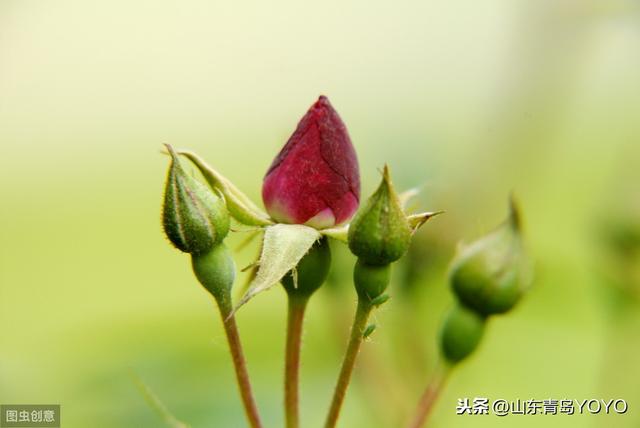 情人节送花玫瑰花语大全 蓝玫瑰花语 玫瑰花支数不同所代表的含意