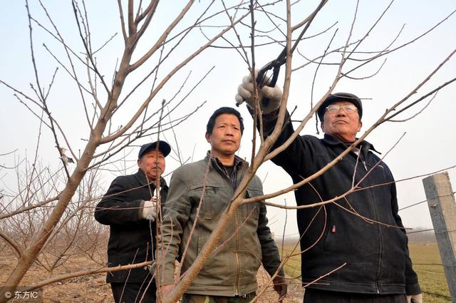 桃树在春天怎么剪枝，春季桃树实地修剪指导实例