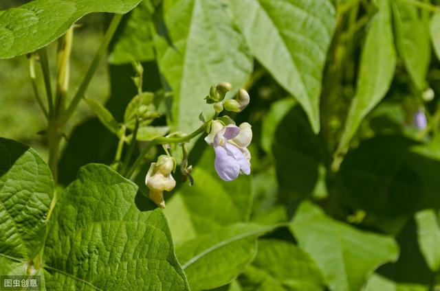 四季豆的种植技术和方法，四季豆食用价值及早春栽培技术