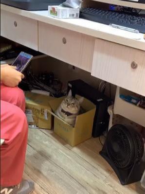 肥胖猫勒(肥胖猫咪)