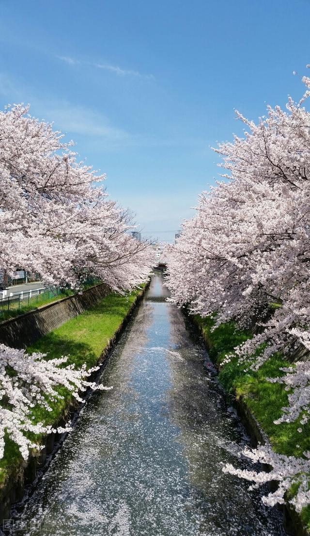 武汉樱花观赏地，武汉最新樱花预报来了