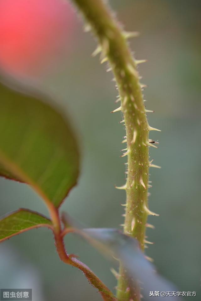 植物能一直活下去吗，植物不会动却能存活30亿年