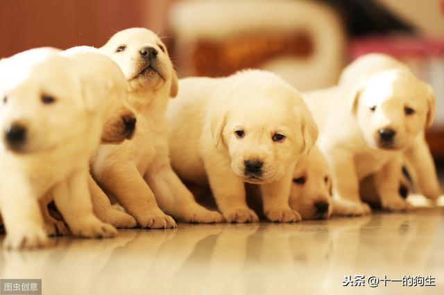 小狗要打几针疫苗，幼犬疫苗总共打多少针（3次、4针、21天、这几个数字记错了,给狗打最贵的疫苗也没有意义）