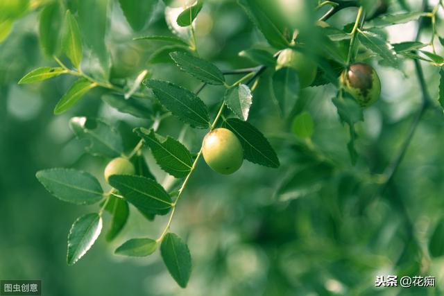 院子里种什么树好，庭院种植什么树好这几种你知道吗