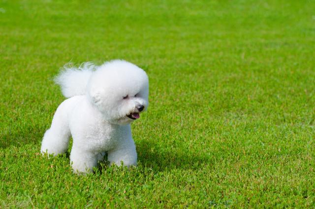 比熊寿命能超过几年，受欢迎的10种小型犬