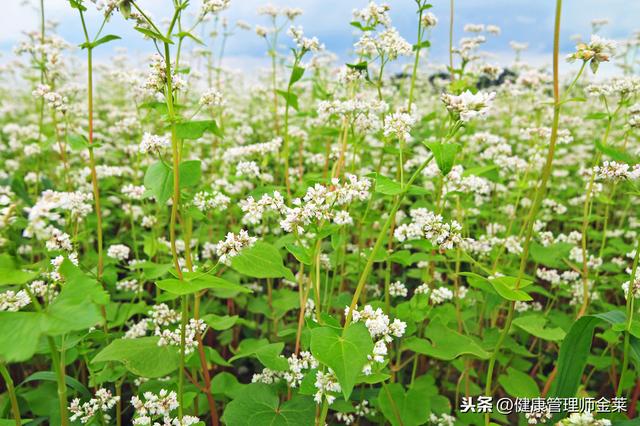糖尿病荞糕(糖尿病可以吃荞米吗)