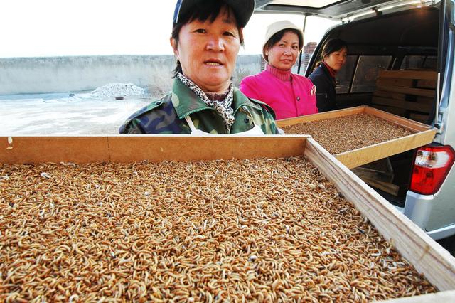  黄粉虫饲养技术，养黄粉虫的技术要求