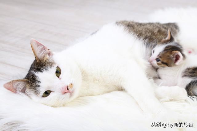 女不养狗男不养猫的原因，古人说男不养猫女不养狗