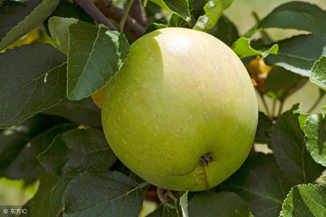 苹果最新品种都有哪些，苹果品种介绍苹果品种繁多