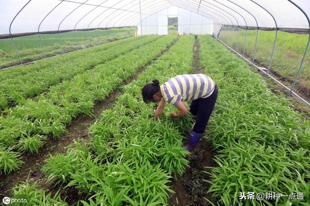 空心菜种植时间和方法，空心菜的种植时间和方法