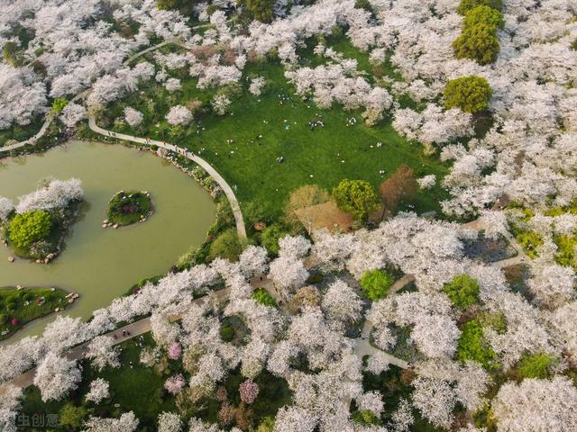 武汉樱花观赏地，武汉最新樱花预报来了