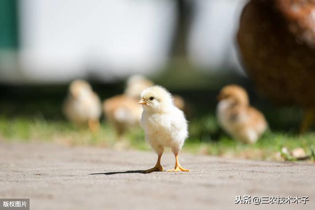 雏鸡饲养方法和注意事项，雏鸡第一天重要的4个环节