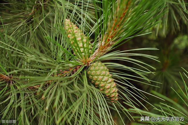 植物能一直活下去吗，植物不会动却能存活30亿年