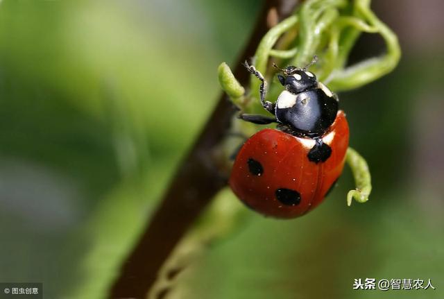 蚜虫五种基本防治方法，蚜虫危害为何难防治