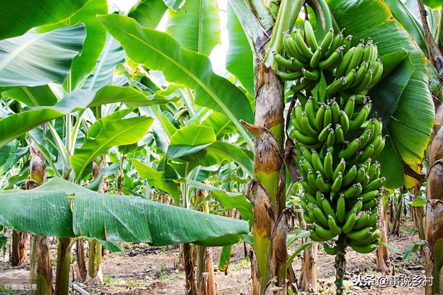 香蕉怎么种出来的，香蕉树要种多久才长香蕉（揭秘香蕉种植的全过程）