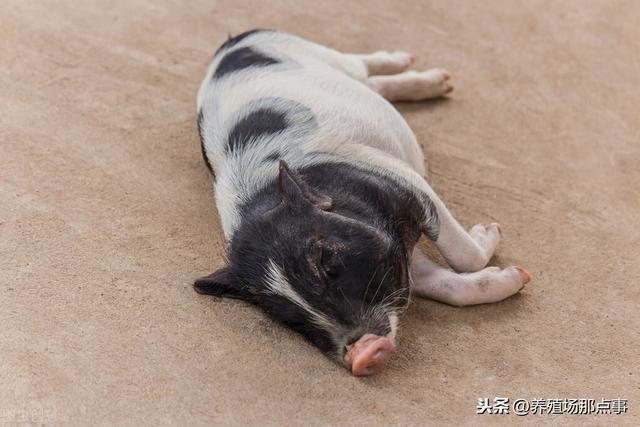 猪肥胖瘫痪(育肥猪后肢瘫痪)
