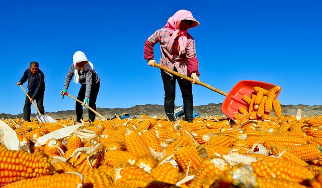 700亩地种玉米一年赚多少，承包100亩地种小麦和玉米