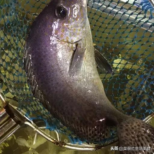 高档海鲜有哪些，全世界最顶级的海鲜（全球十大顶级海鲜食材！）