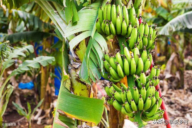 香蕉怎么种出来的，香蕉树要种多久才长香蕉（揭秘香蕉种植的全过程）