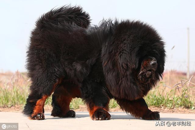 恶霸犬是烈性犬吗，烈性犬都有哪几种（彪悍的外表下竟是一颗温柔的心）