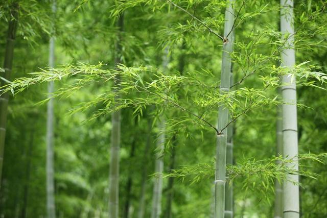 毛竹林优质丰产培育技术，毛竹林种植新消息