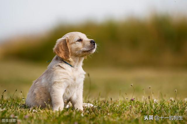 小狗要打几针疫苗，幼犬疫苗总共打多少针（3次、4针、21天、这几个数字记错了,给狗打最贵的疫苗也没有意义）