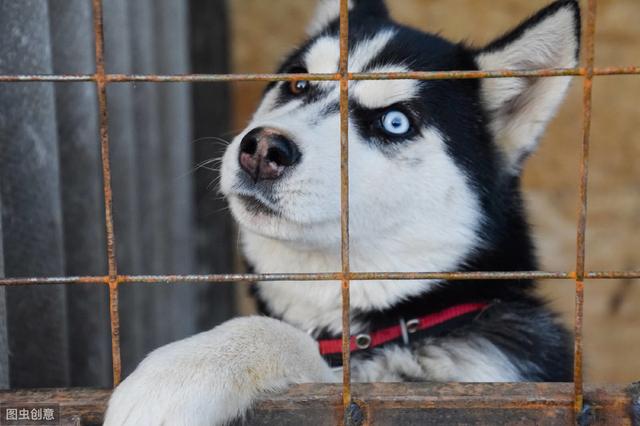 阿拉斯加和哈士奇，阿拉斯加犬和哈士奇哪个智商高（哈士奇和阿拉斯加犬的6个差异）