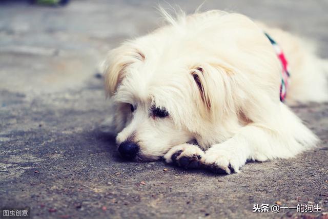 小狗要打几针疫苗，幼犬疫苗总共打多少针（3次、4针、21天、这几个数字记错了,给狗打最贵的疫苗也没有意义）