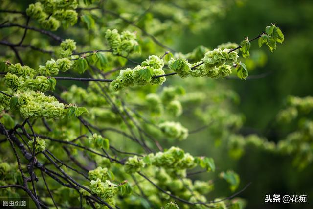 院子里种什么树好，庭院种植什么树好这几种你知道吗