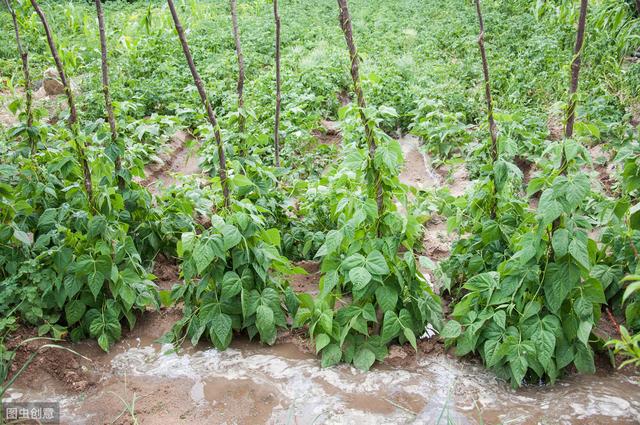 四季豆的种植技术和方法，四季豆食用价值及早春栽培技术