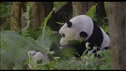收好这几张万能表情包，75张万能糊弄敷衍的表情包
