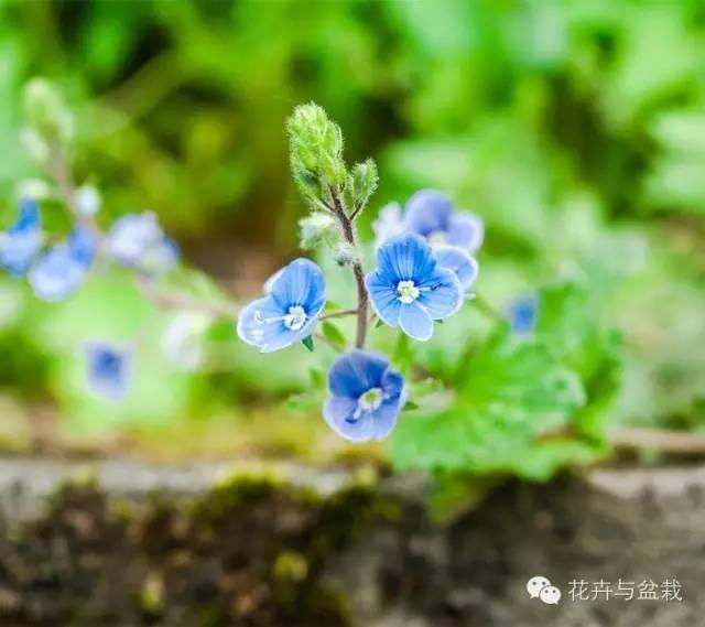 婆婆纳种子何时播种，5种适合播种培育的多年生植物